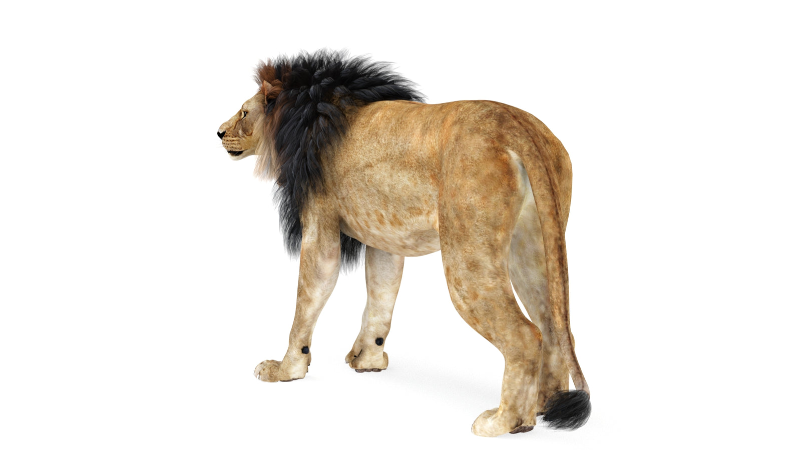 Lion 3D Model Rigged 360° view 1 frame 6