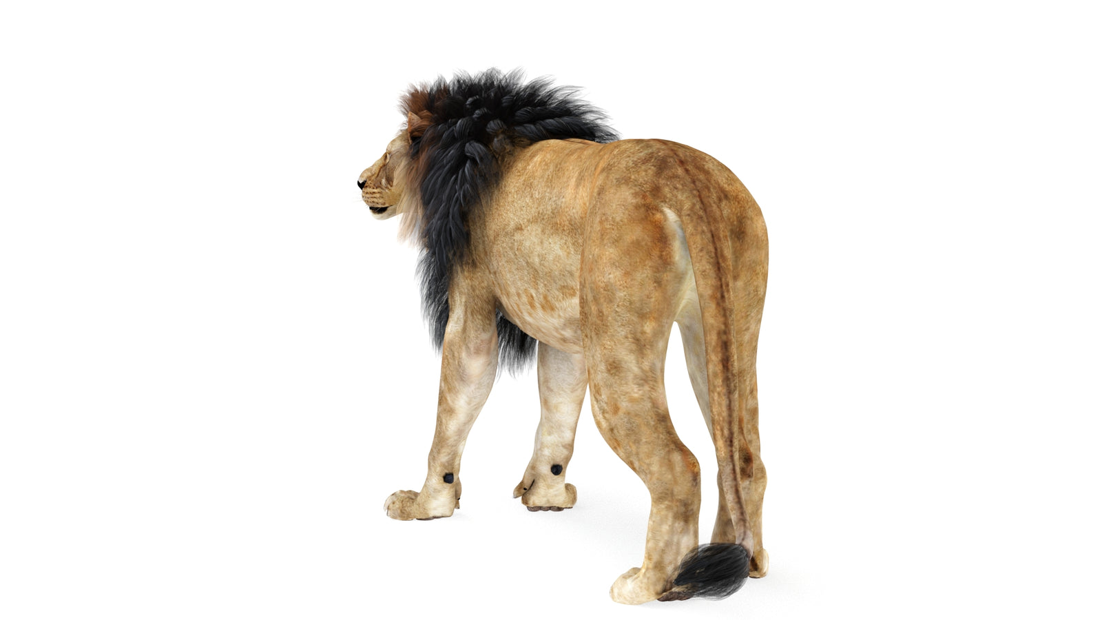 Lion 3D Model Rigged 360° view 1 frame 7