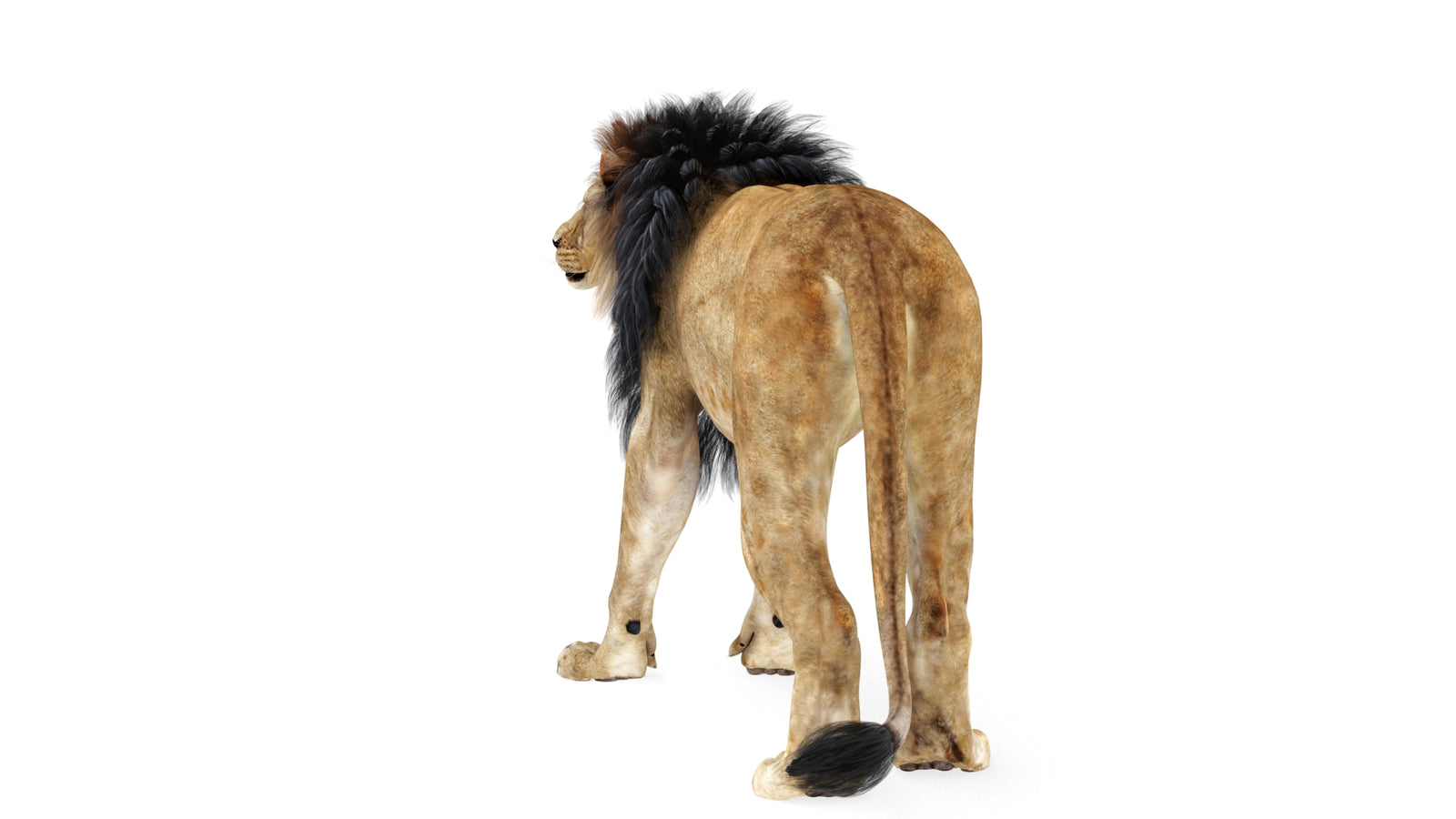 Lion 3D Model Rigged 360° view 1 frame 8