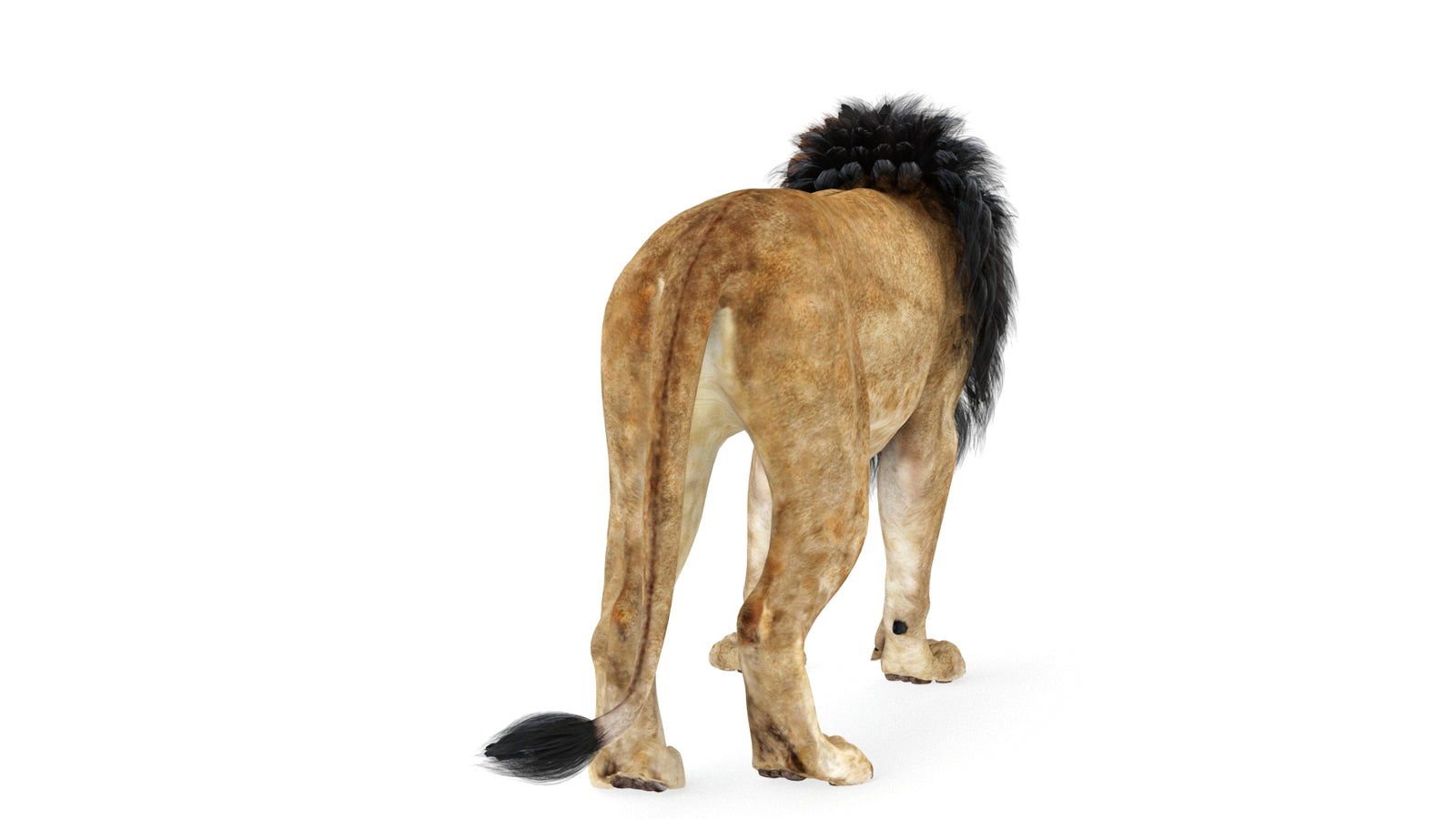 Lion 3D Model Rigged 360° view 1 frame 11