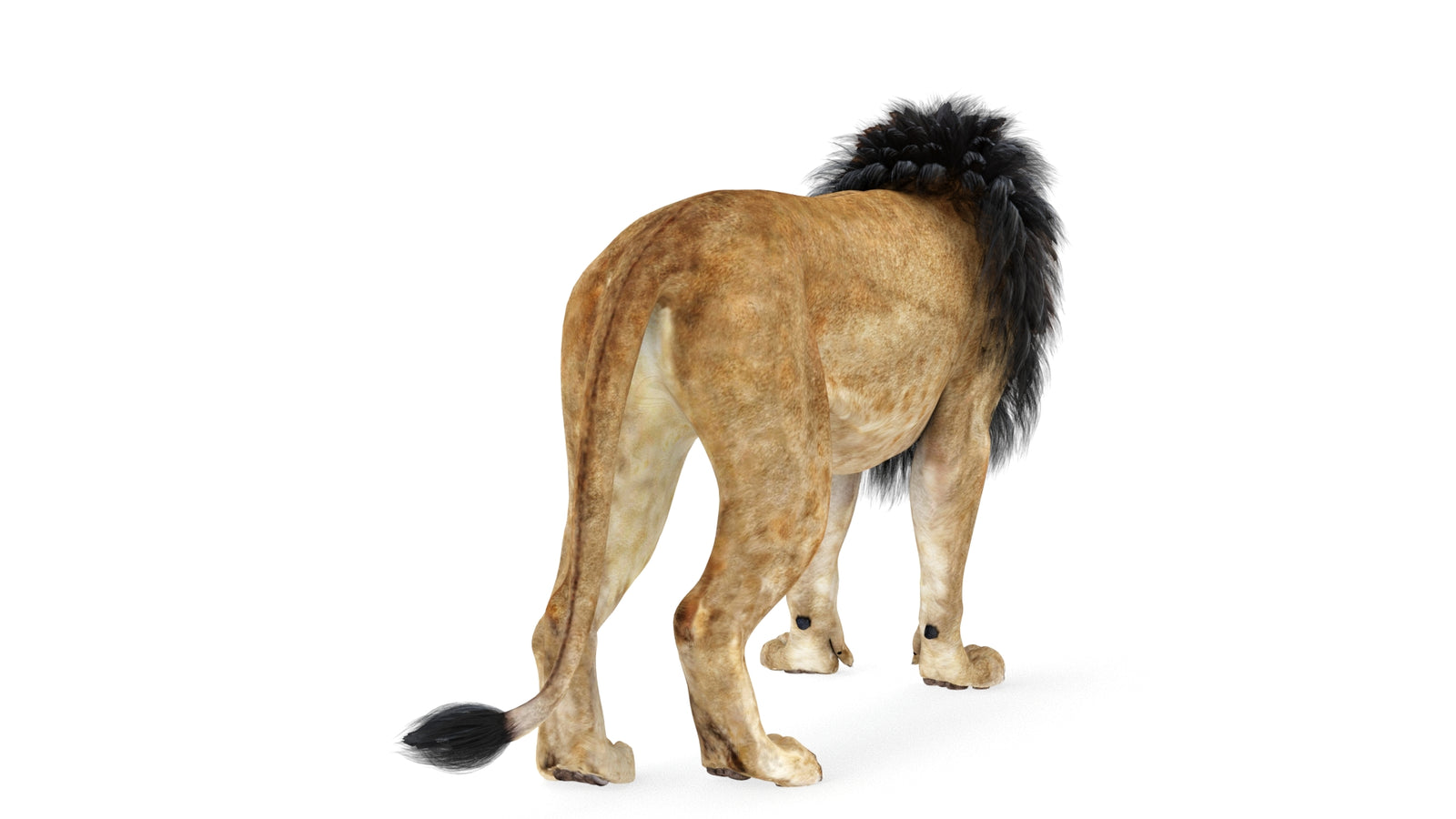 Lion 3D Model Rigged 360° view 1 frame 12