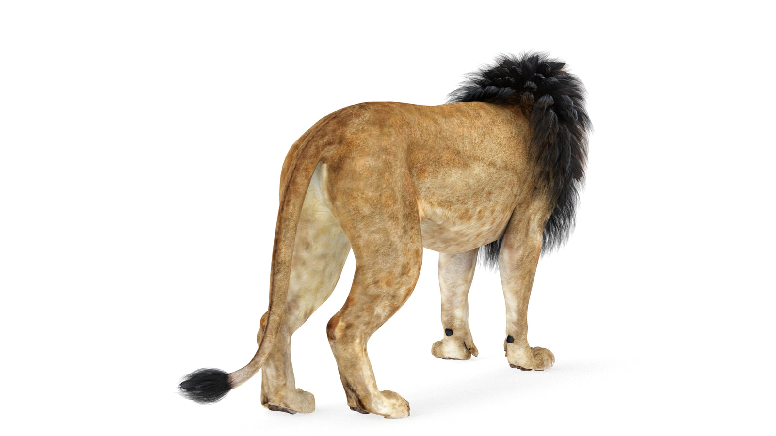 Lion 3D Model Rigged 360° view 1 frame 13