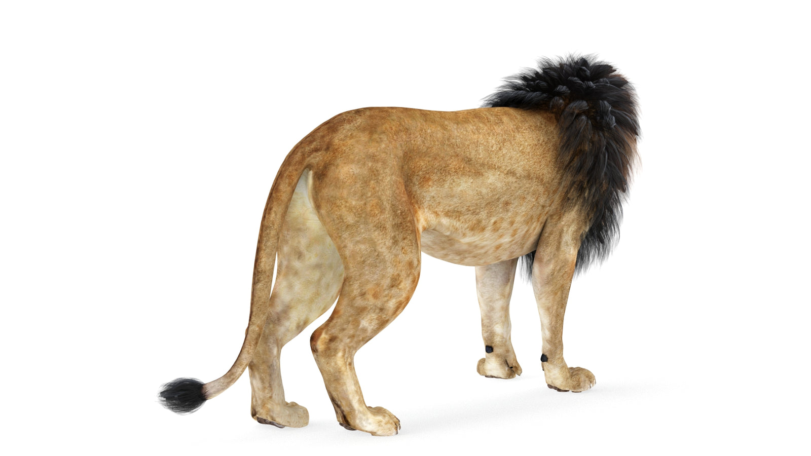 Lion 3D Model Rigged 360° view 1 frame 14