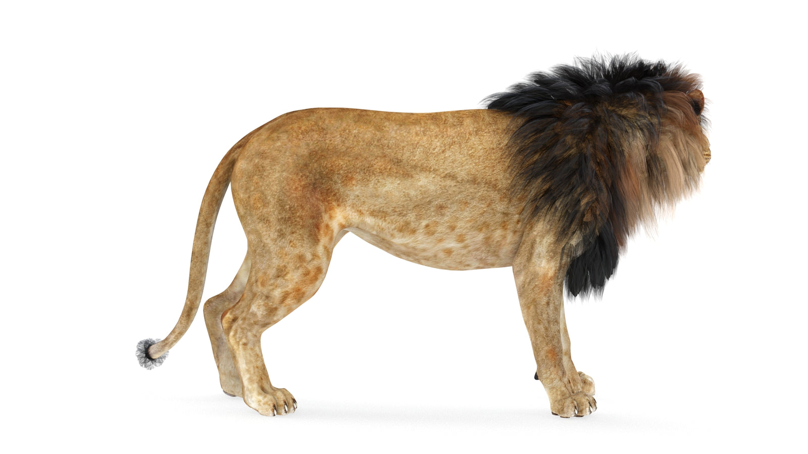 Lion 3D Model Rigged 360° view 1 frame 19