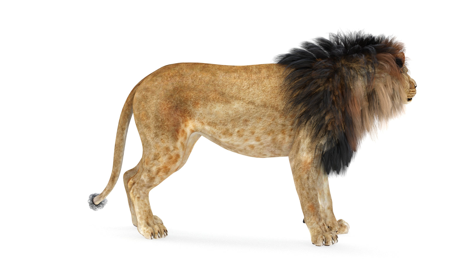 Lion 3D Model Rigged 360° view 1 frame 20