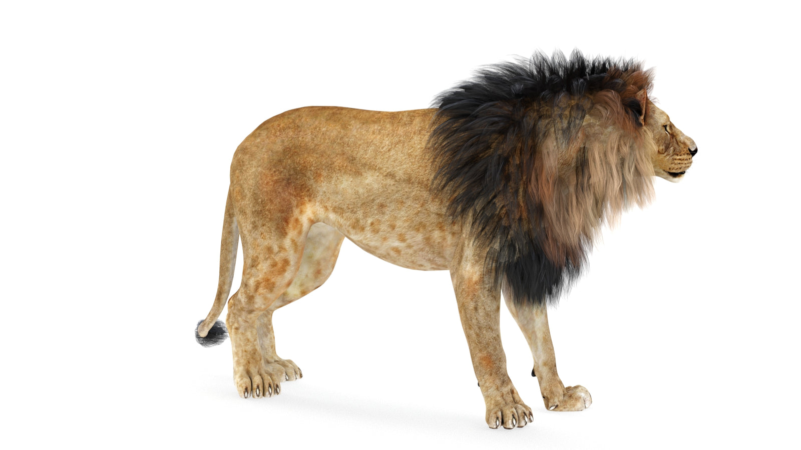 Lion 3D Model Rigged 360° view 1 frame 22