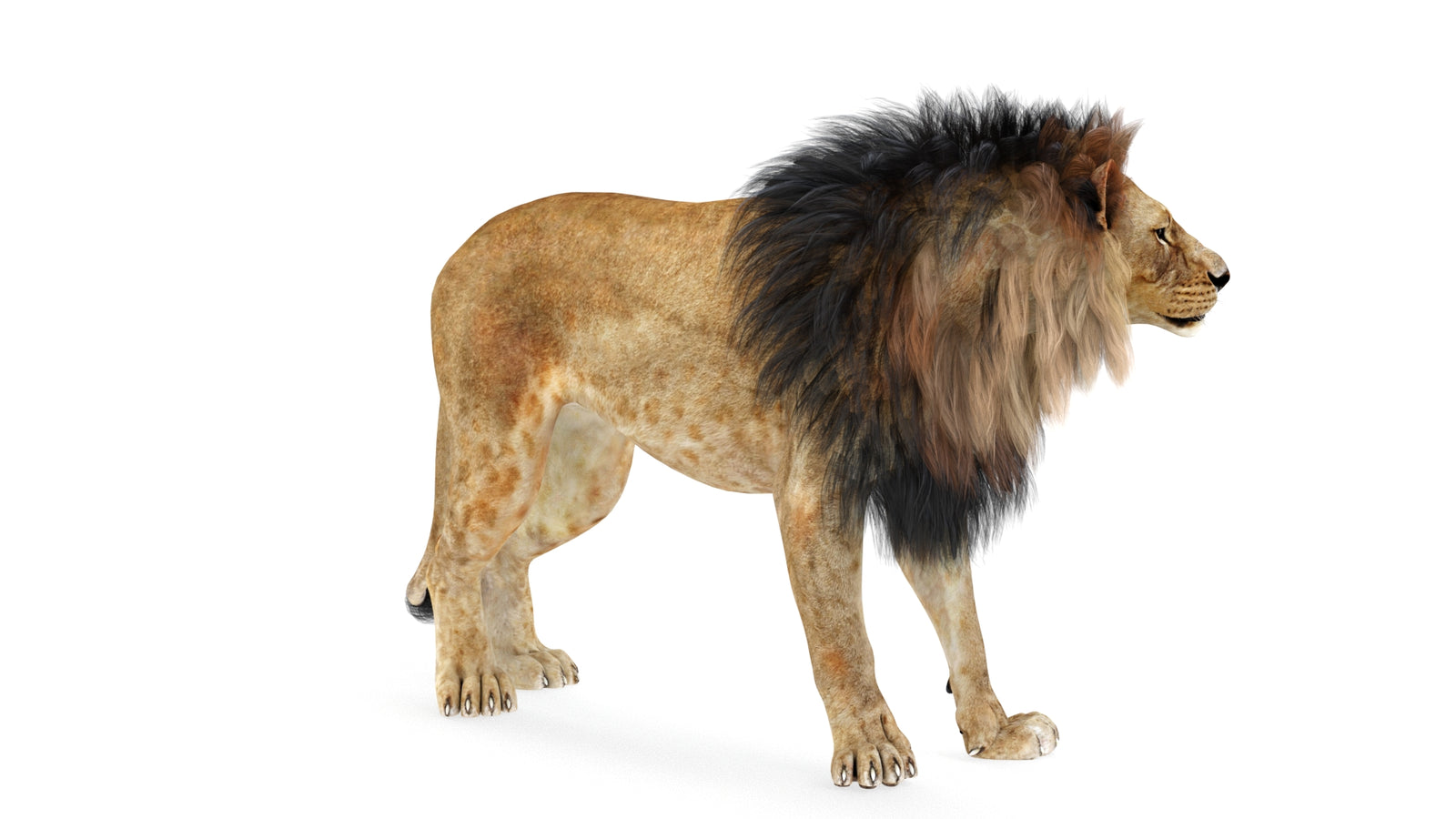 Lion 3D Model Rigged 360° view 1 frame 23
