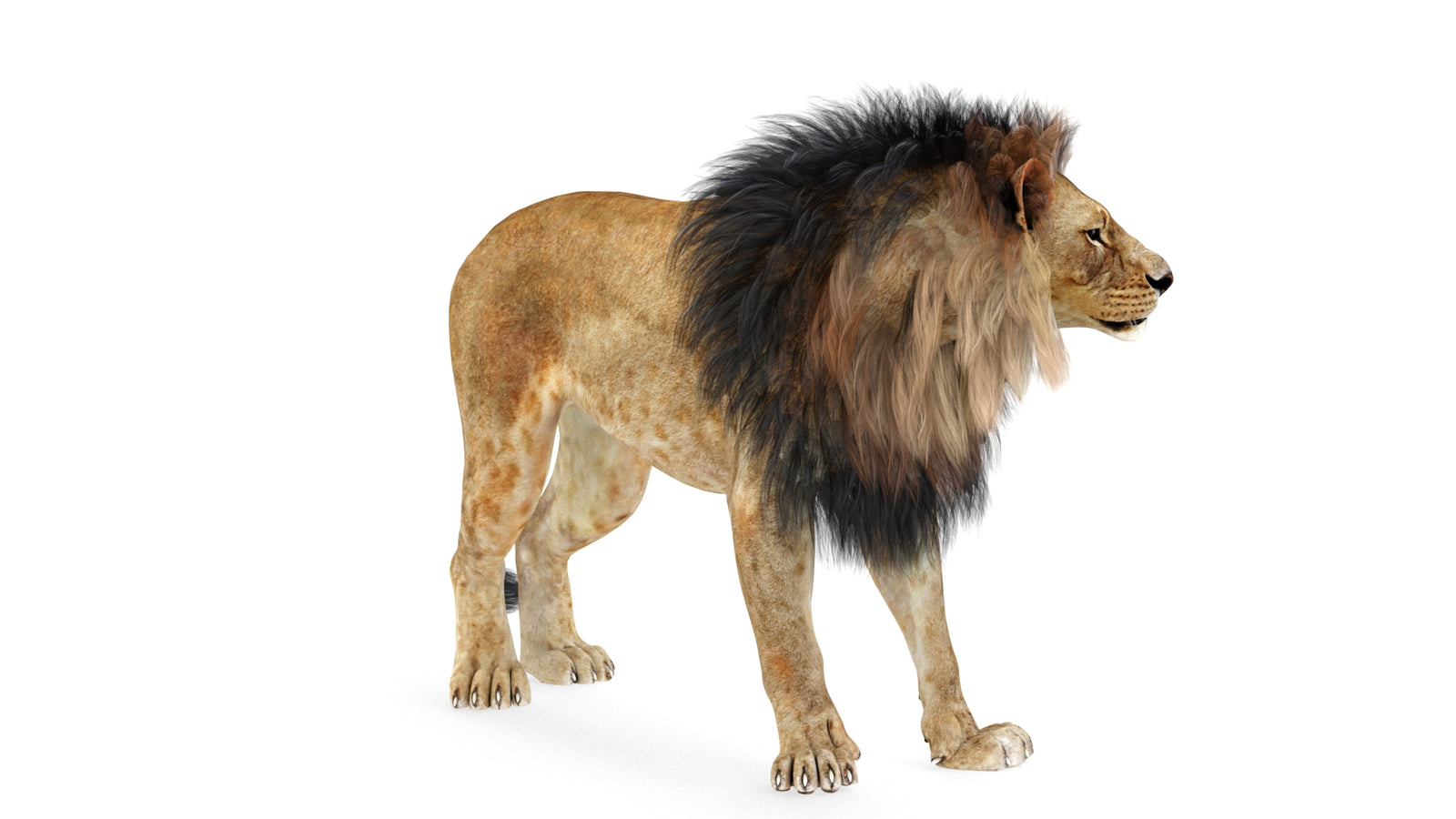 Lion 3D Model Rigged 360° view 1 frame 24