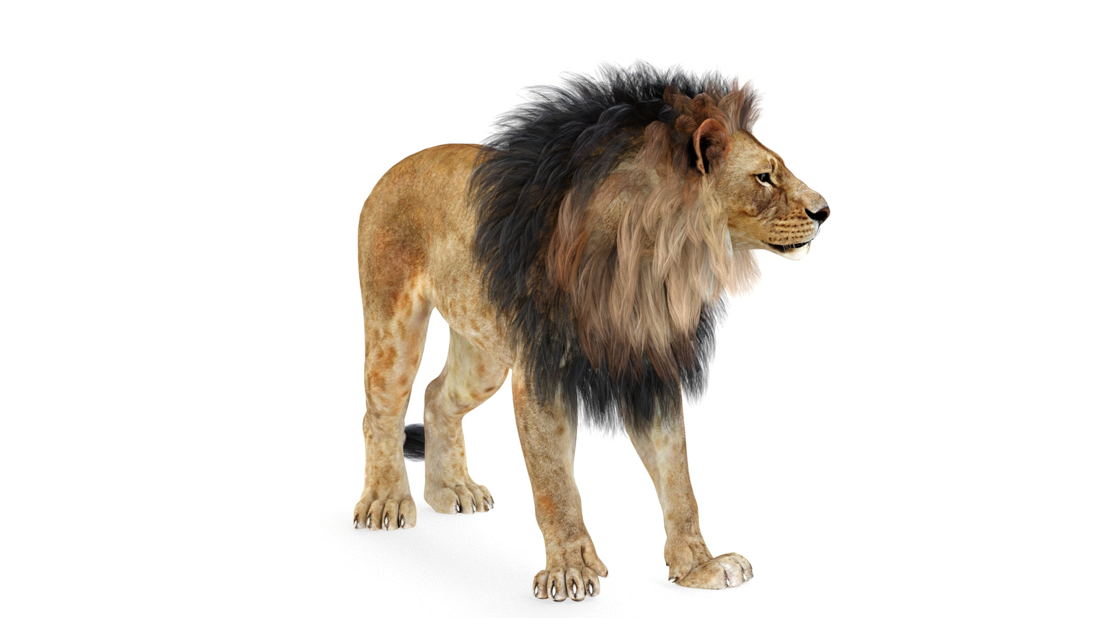 Lion 3D Model Rigged 360° view 1 frame 25