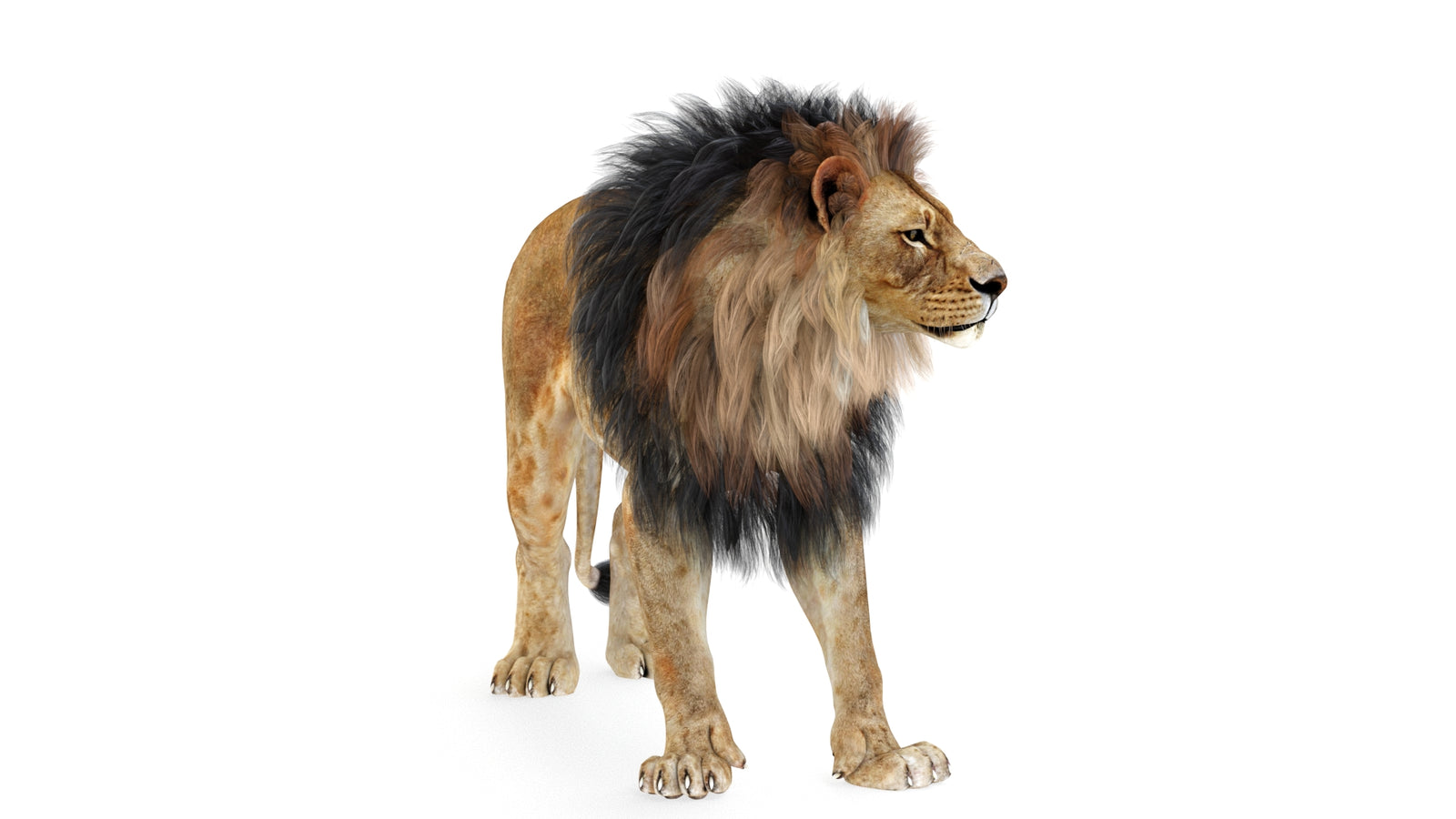 Lion 3D Model Rigged 360° view 1 frame 26