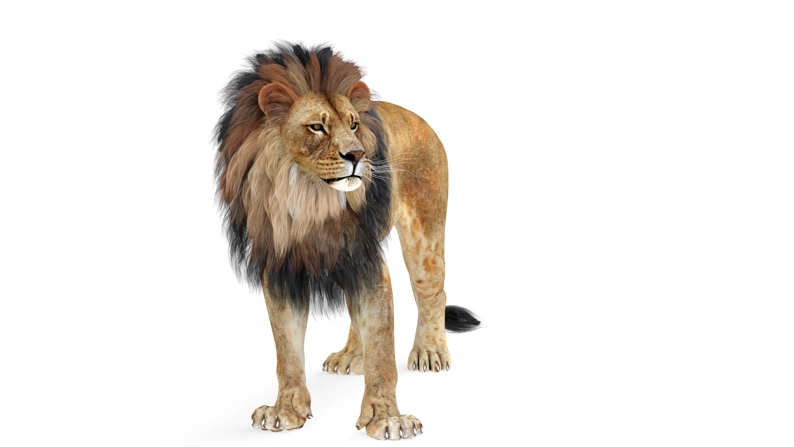 Lion 3D Model Rigged 360° view 1 frame 29