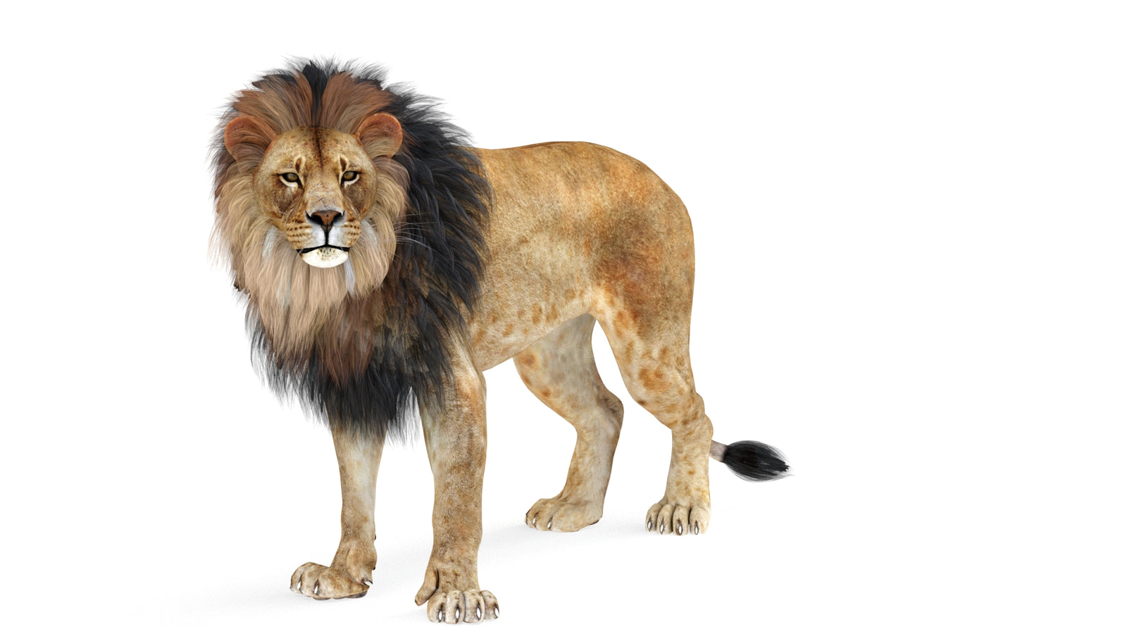 Lion 3D Model Rigged 360° view 1 frame 31