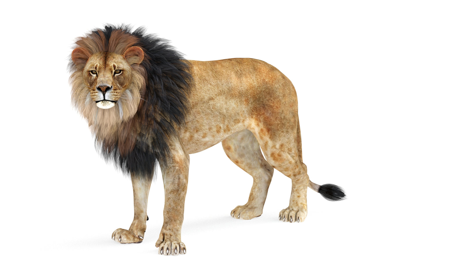 Lion 3D Model Rigged 360° view 1 frame 32