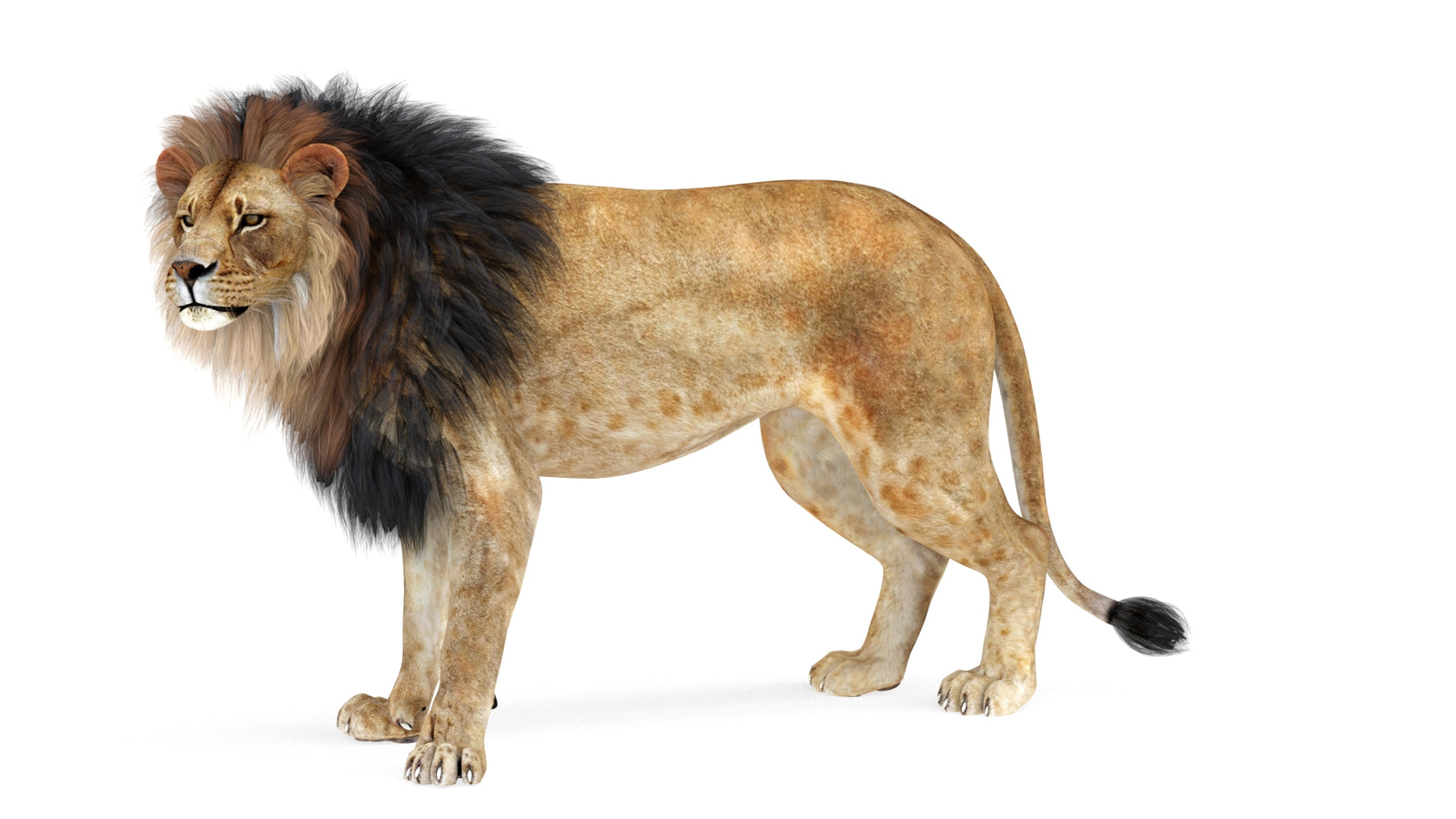 Lion 3D Model Rigged 360° view 1 frame 34