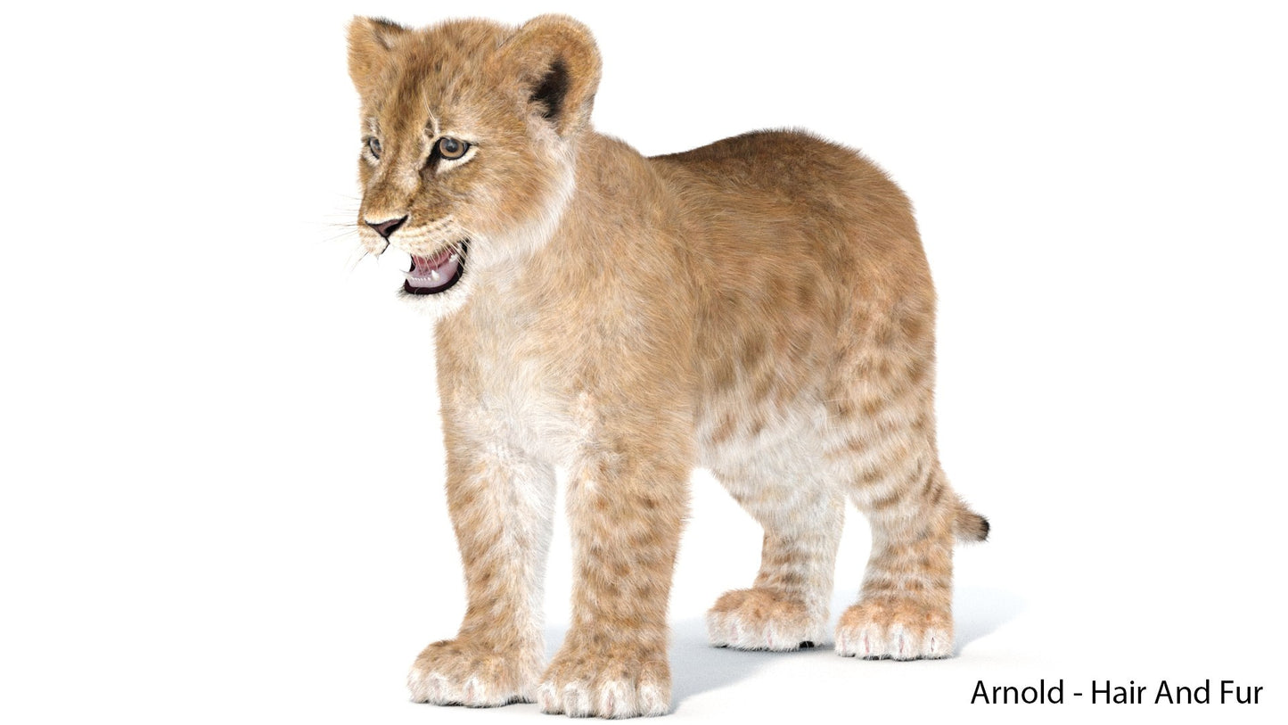 Realistic Lion Cub 3D Model with Fur for Download 3ds Max: Hair and Fur - Arnold