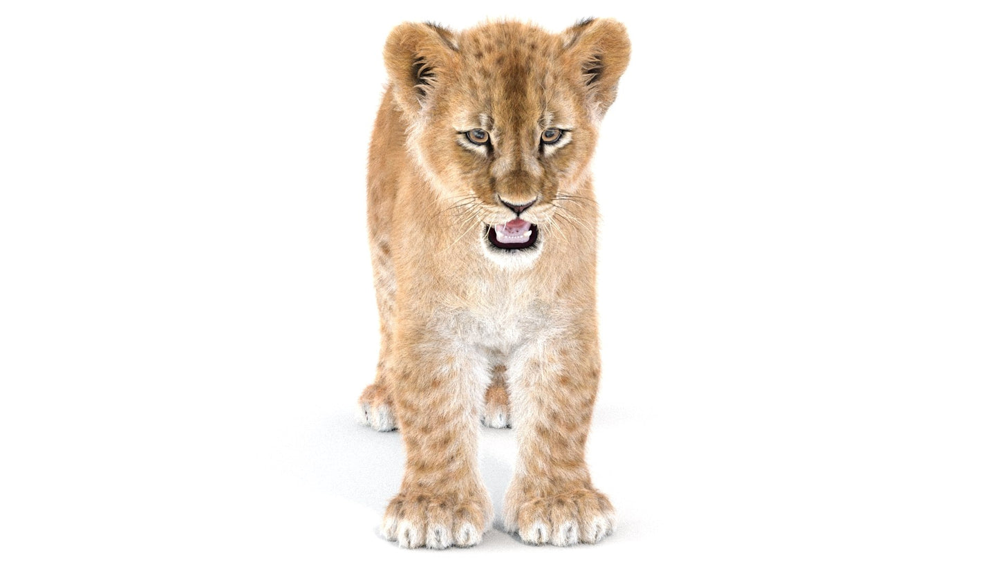 Realistic Lion Cub 3D Model with Fur for Download