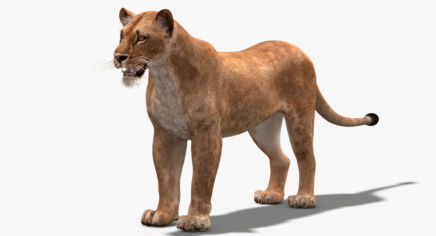 Big Cats 03 3D Model