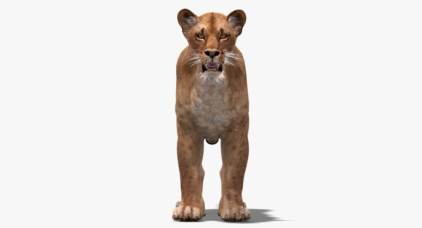 Big Cats 03 3D Model