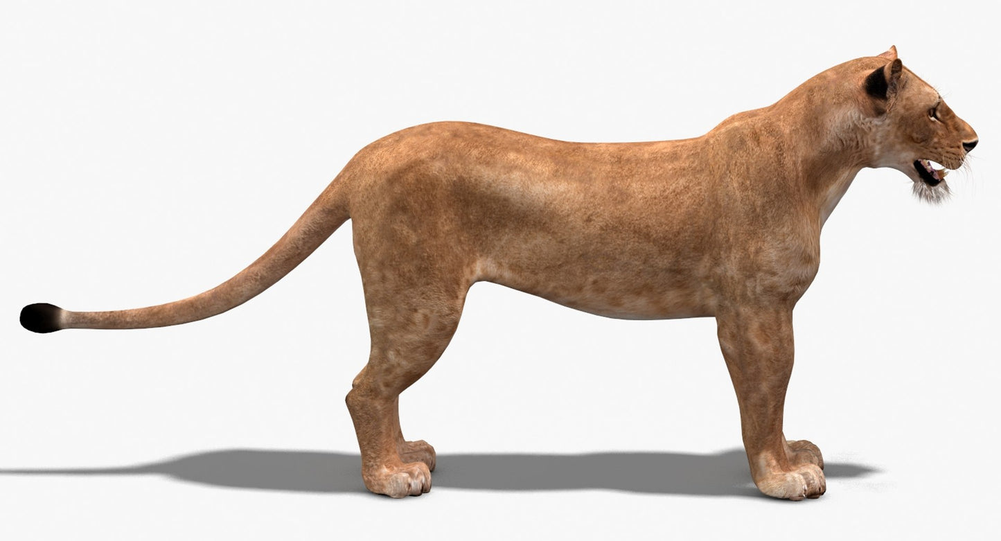 Big Cats 3D Model