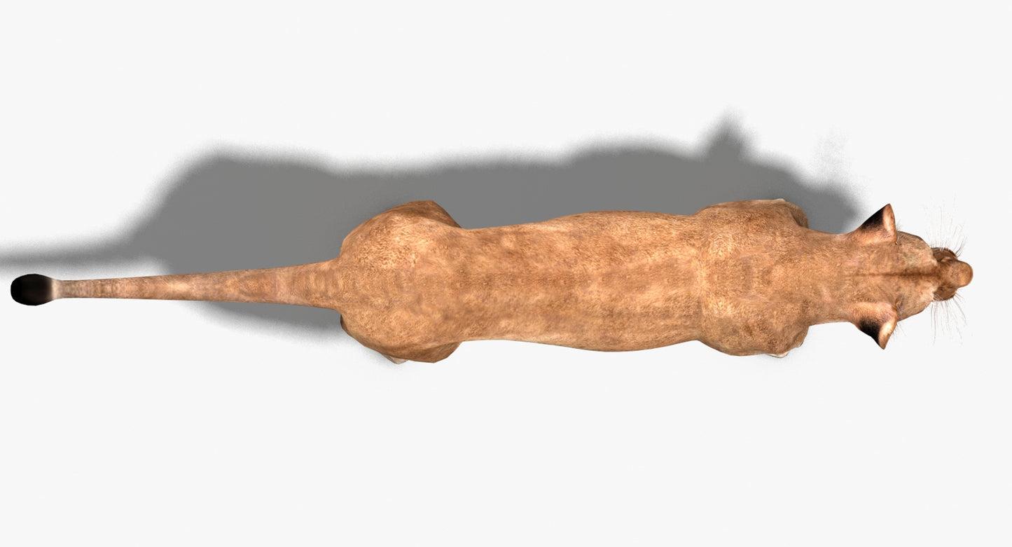 Big Cats 03 3D Model