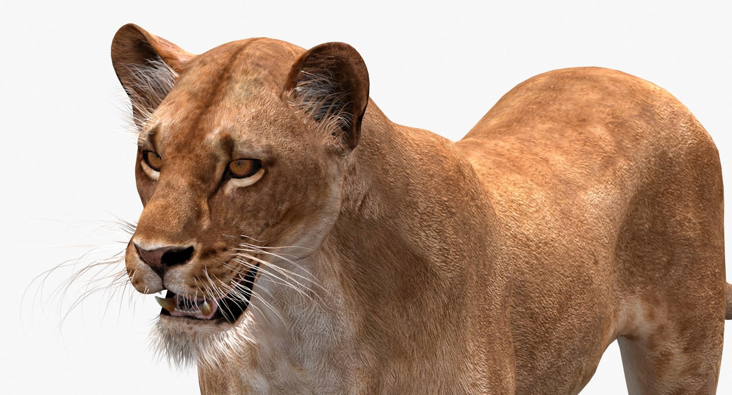 Big Cats 3D Model