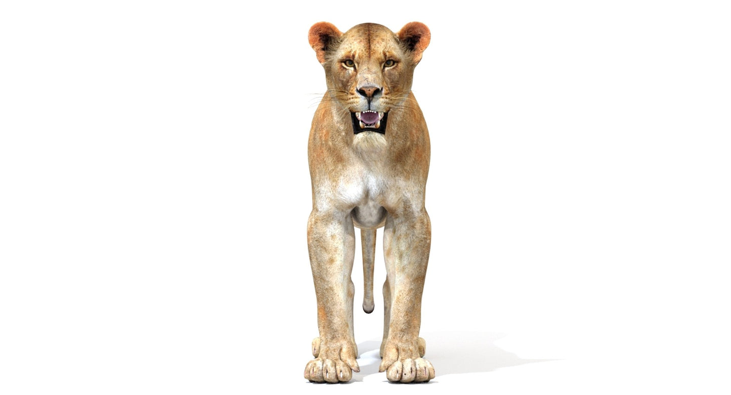 Lioness 3D Model