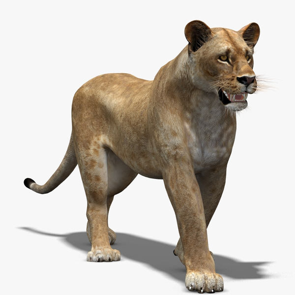 Rigged Animated Lioness 3D Model