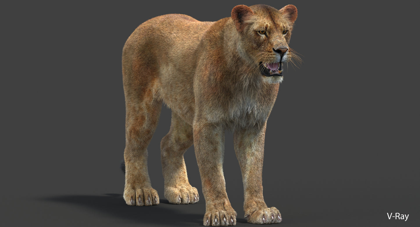 Donwload Lioness 3D Model with Lifelike Fur