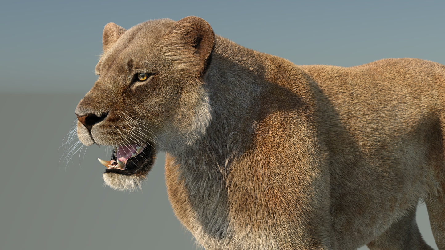 Realistic Lioness 3D Model with Fur for Film Project - Close Up View
