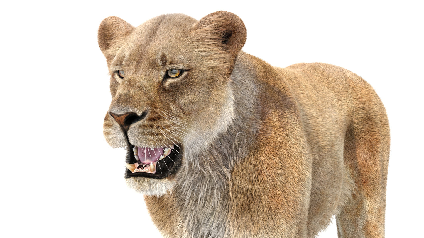 Realistic Lioness 3D Model with Fur for Film Project - Ready for Close Up Renderings
