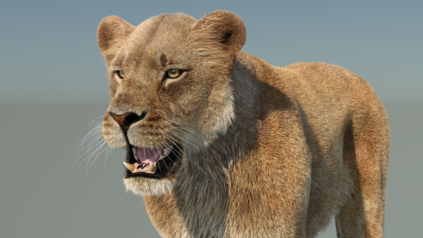 Lifelike Lioness 3D Model with Fur for Film Project - Close Up View