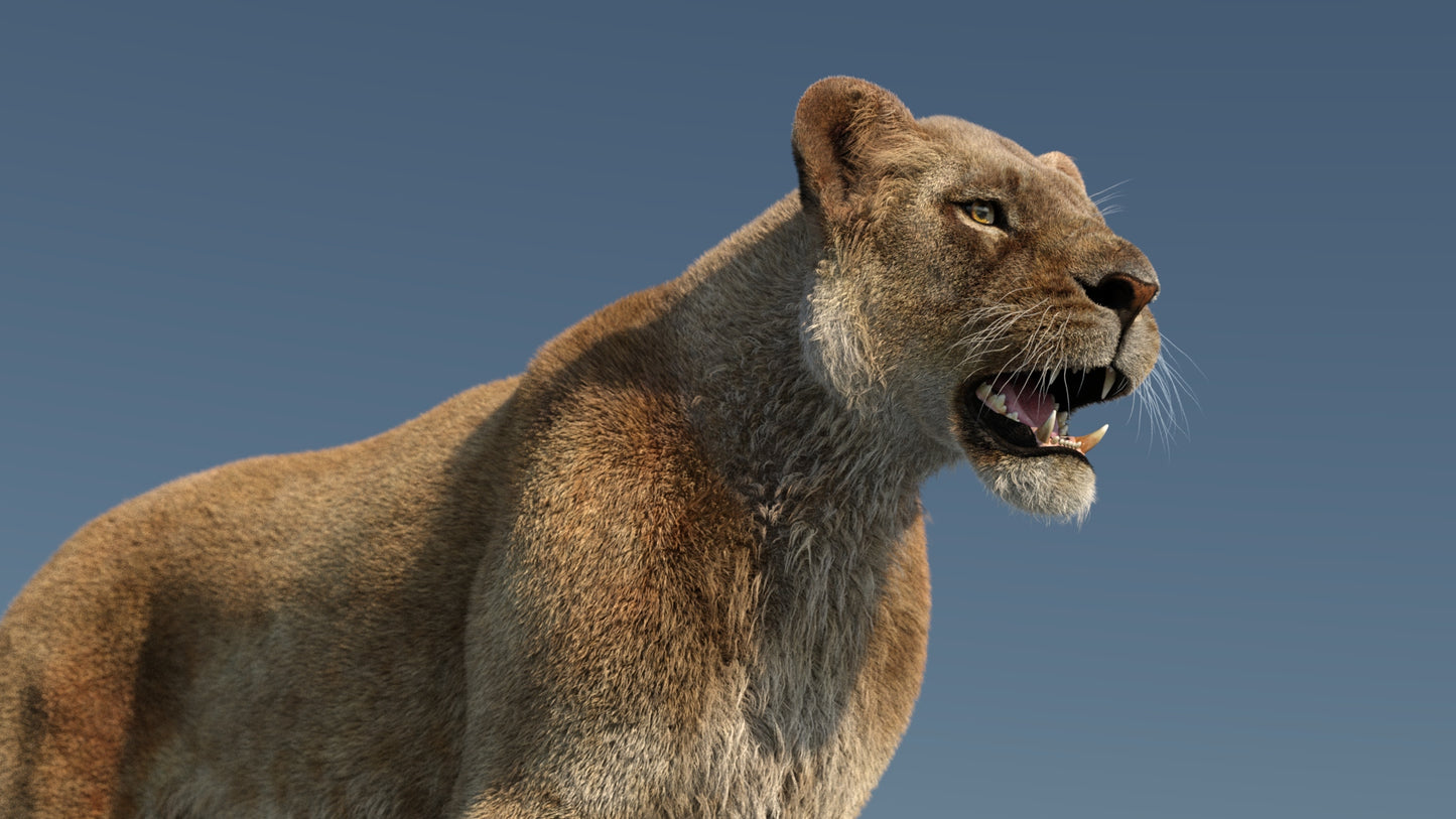 Realistic Lioness 3D Model with Fur for Film Project - Close Up View
