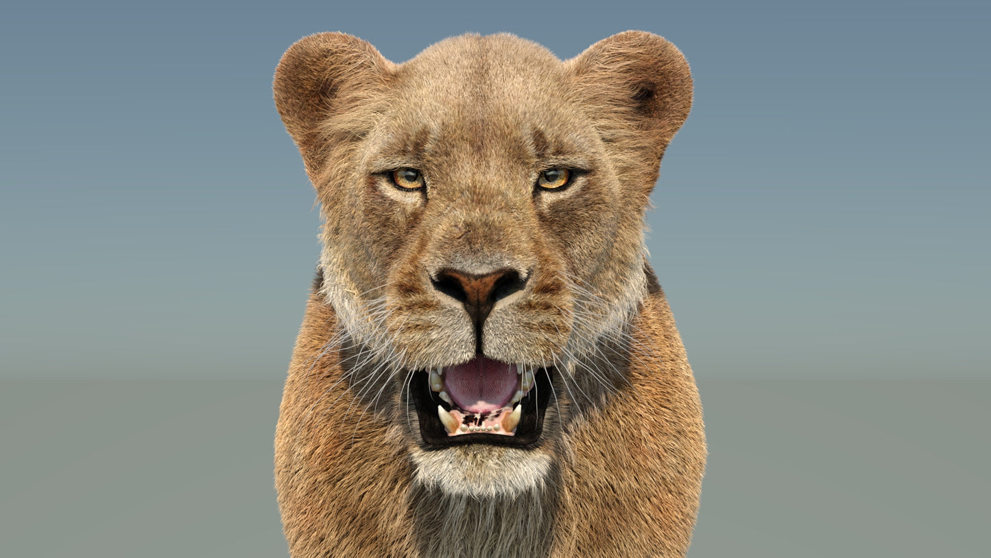 Realistic Lioness 3D Model with Fur for Film Project - Close Up View from Front