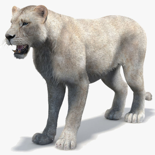 White Lioness Fur 3D Model