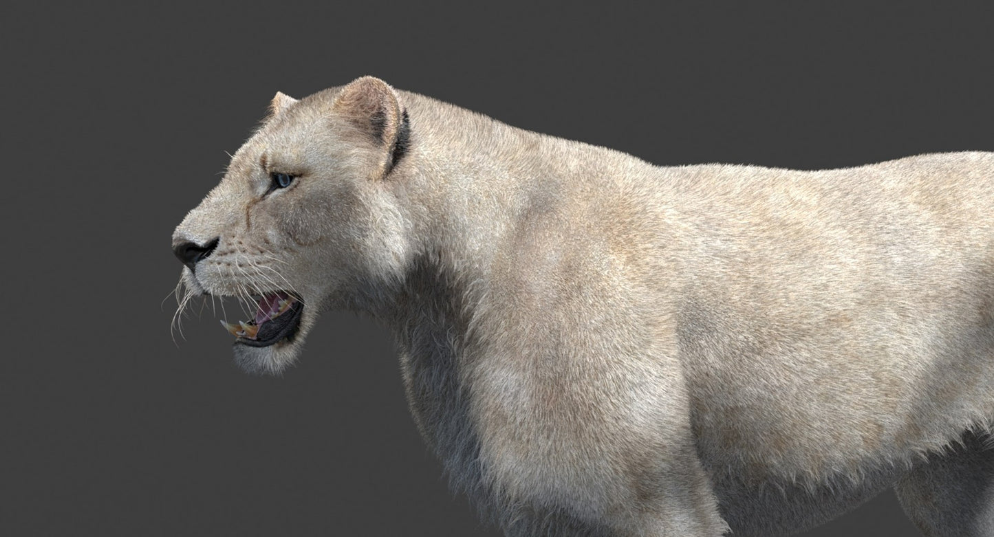 White Lioness 3D Model with Fur — Game-Ready