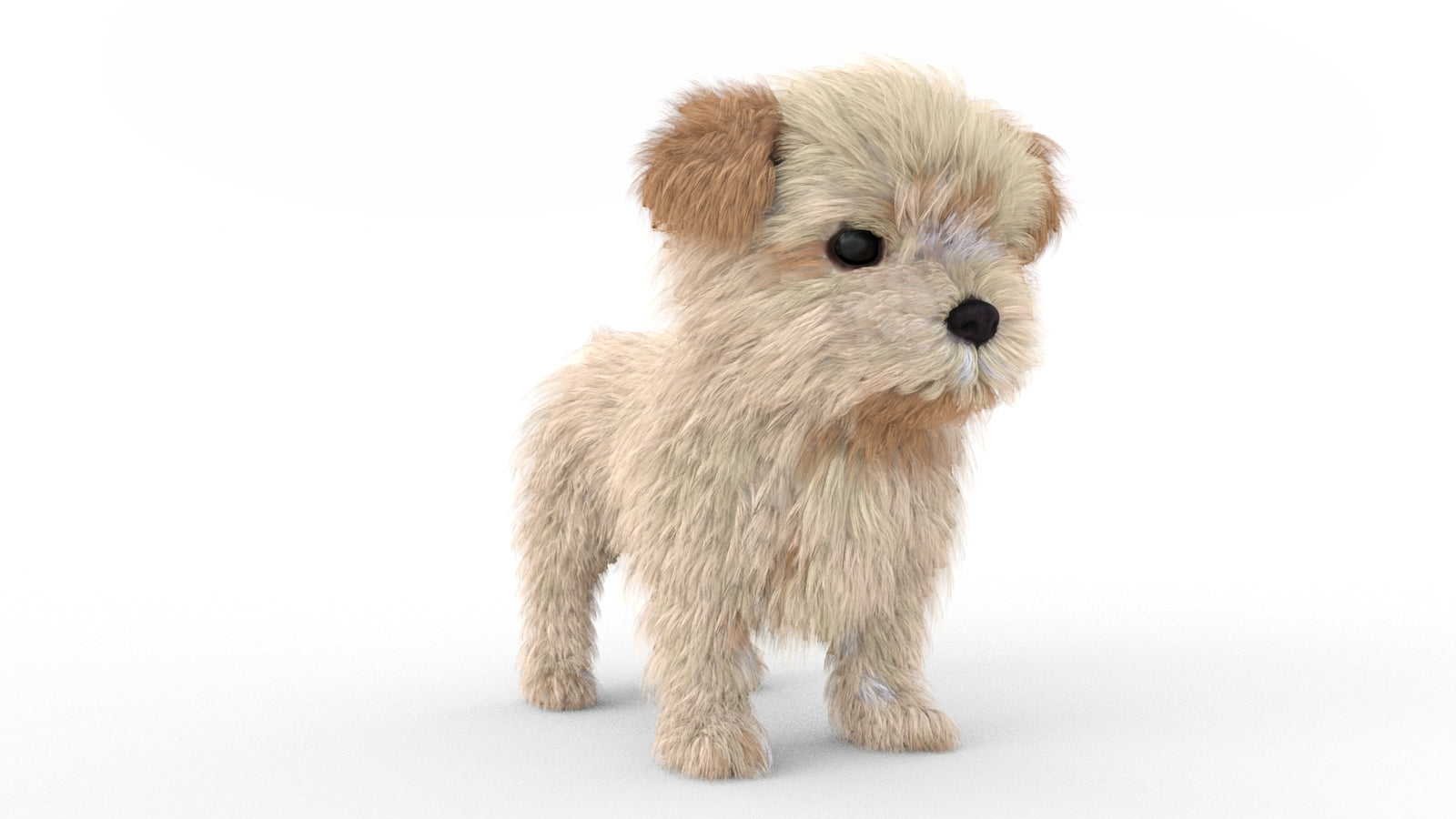 Animated Maltipoo Dog Puppy 3D Model Alpha Hair 360° view 1 frame 4