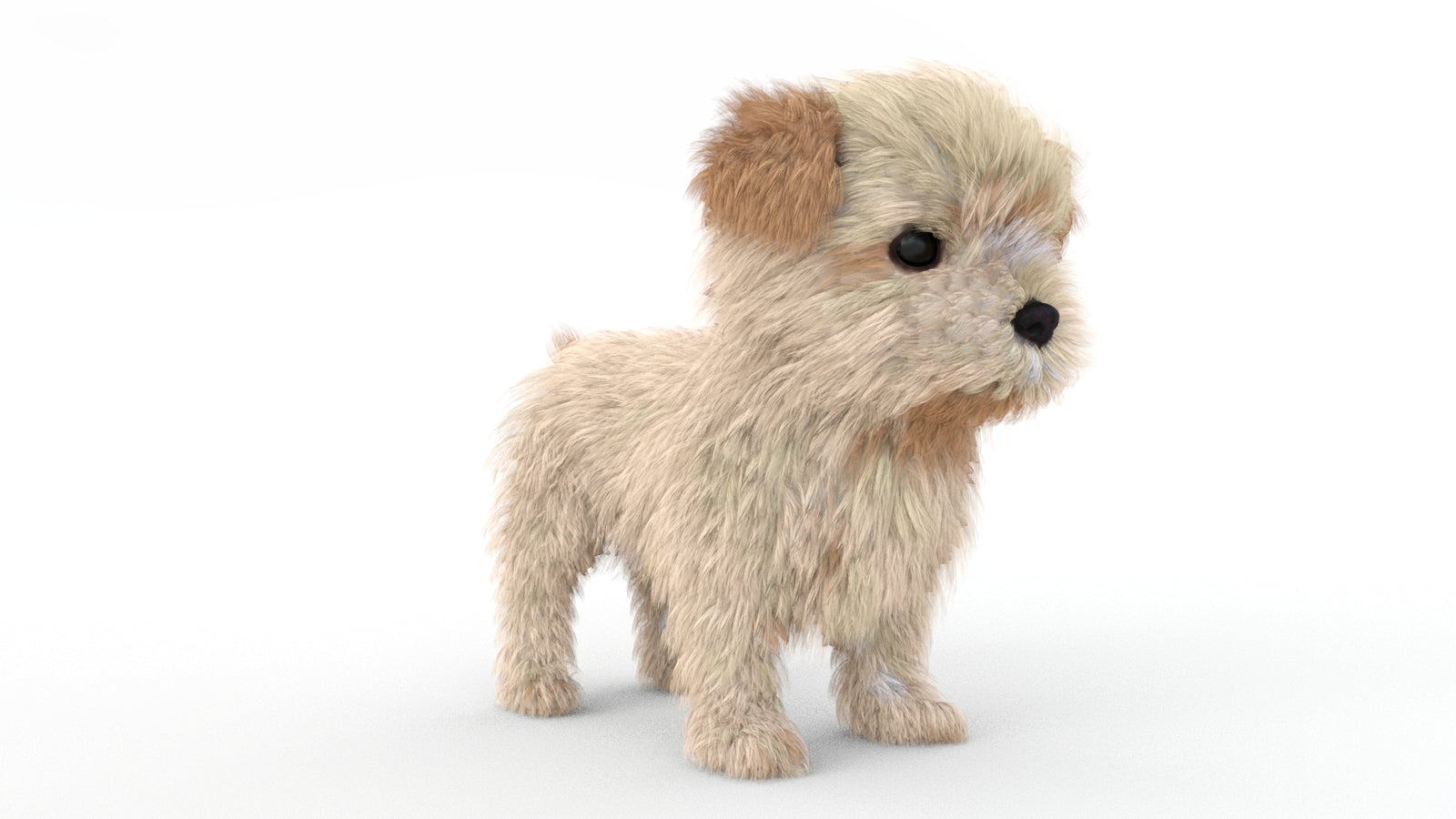 Animated Maltipoo Dog Puppy 3D Model Alpha Hair 360° view 1 frame 5
