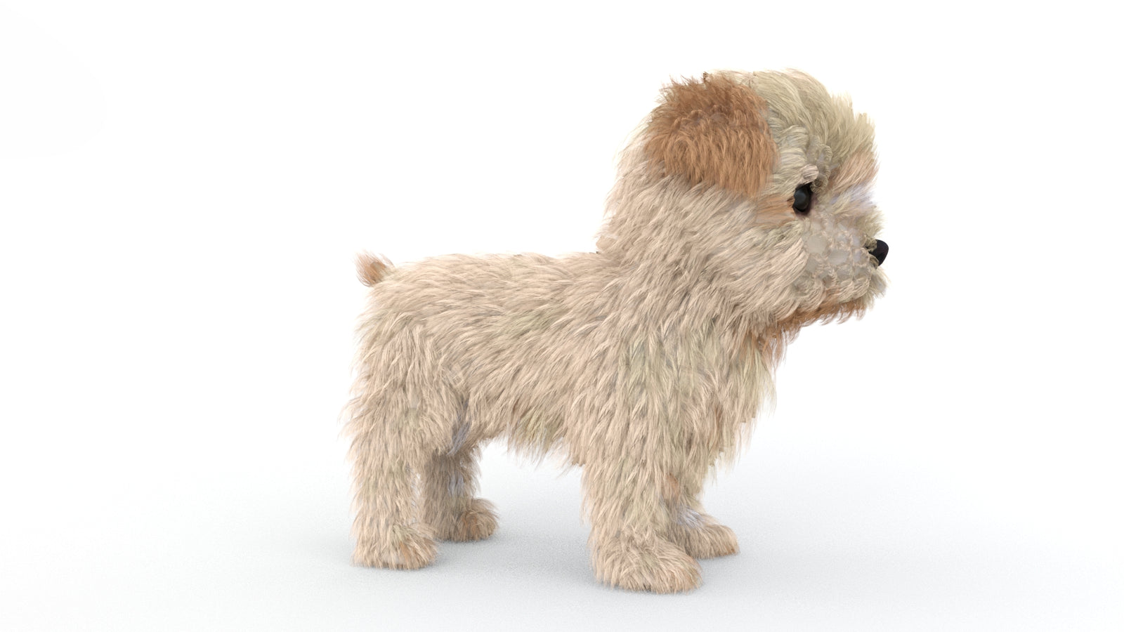 Animated Maltipoo Dog Puppy 3D Model Alpha Hair 360° view 1 frame 8