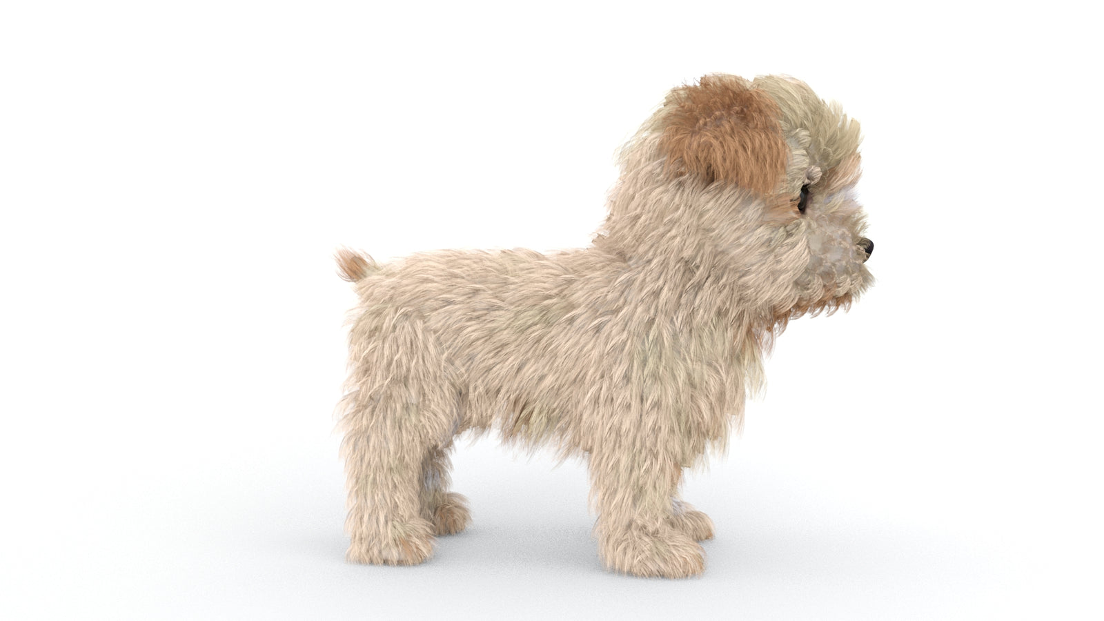 Animated Maltipoo Dog Puppy 3D Model Alpha Hair 360° view 1 frame 9