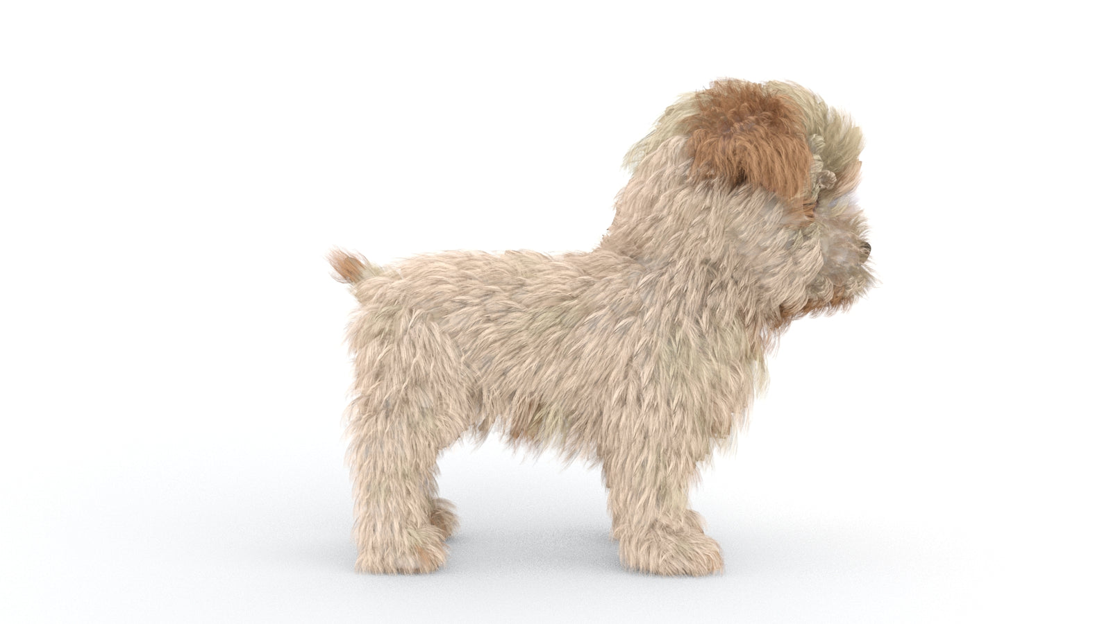 Animated Maltipoo Dog Puppy 3D Model Alpha Hair 360° view 1 frame 10