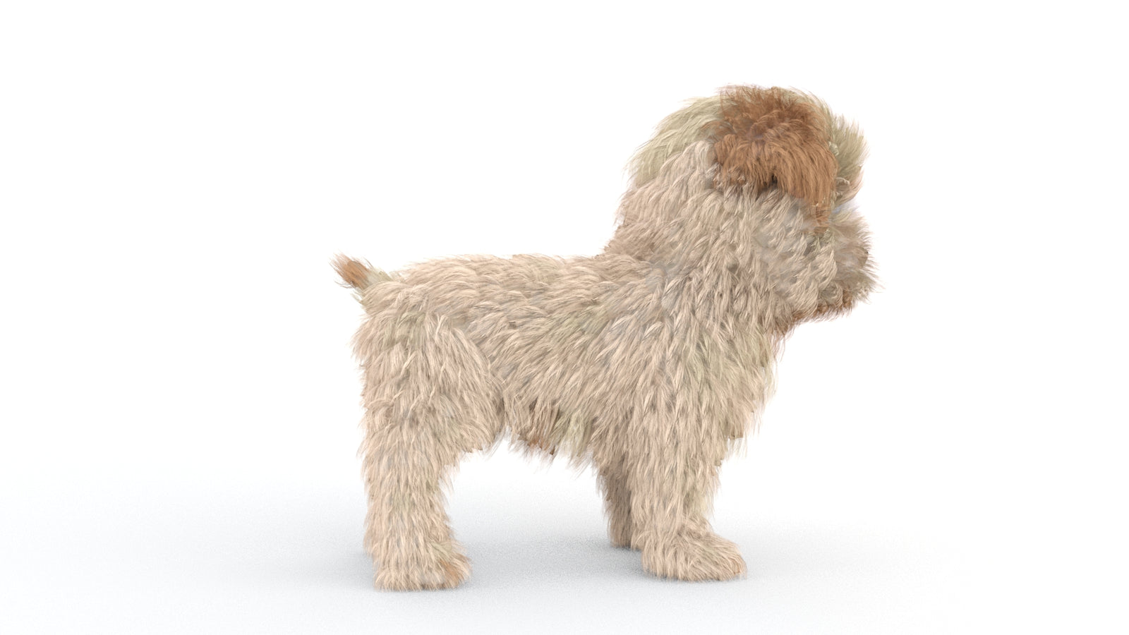 Animated Maltipoo Dog Puppy 3D Model Alpha Hair 360° view 1 frame 11