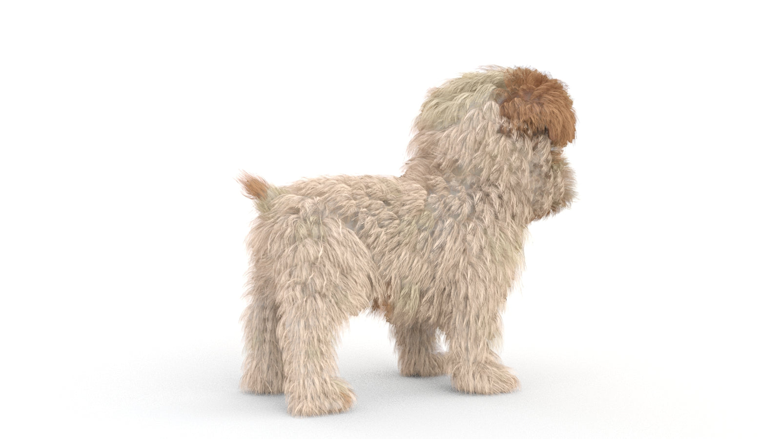Animated Maltipoo Dog Puppy 3D Model Alpha Hair 360° view 1 frame 13