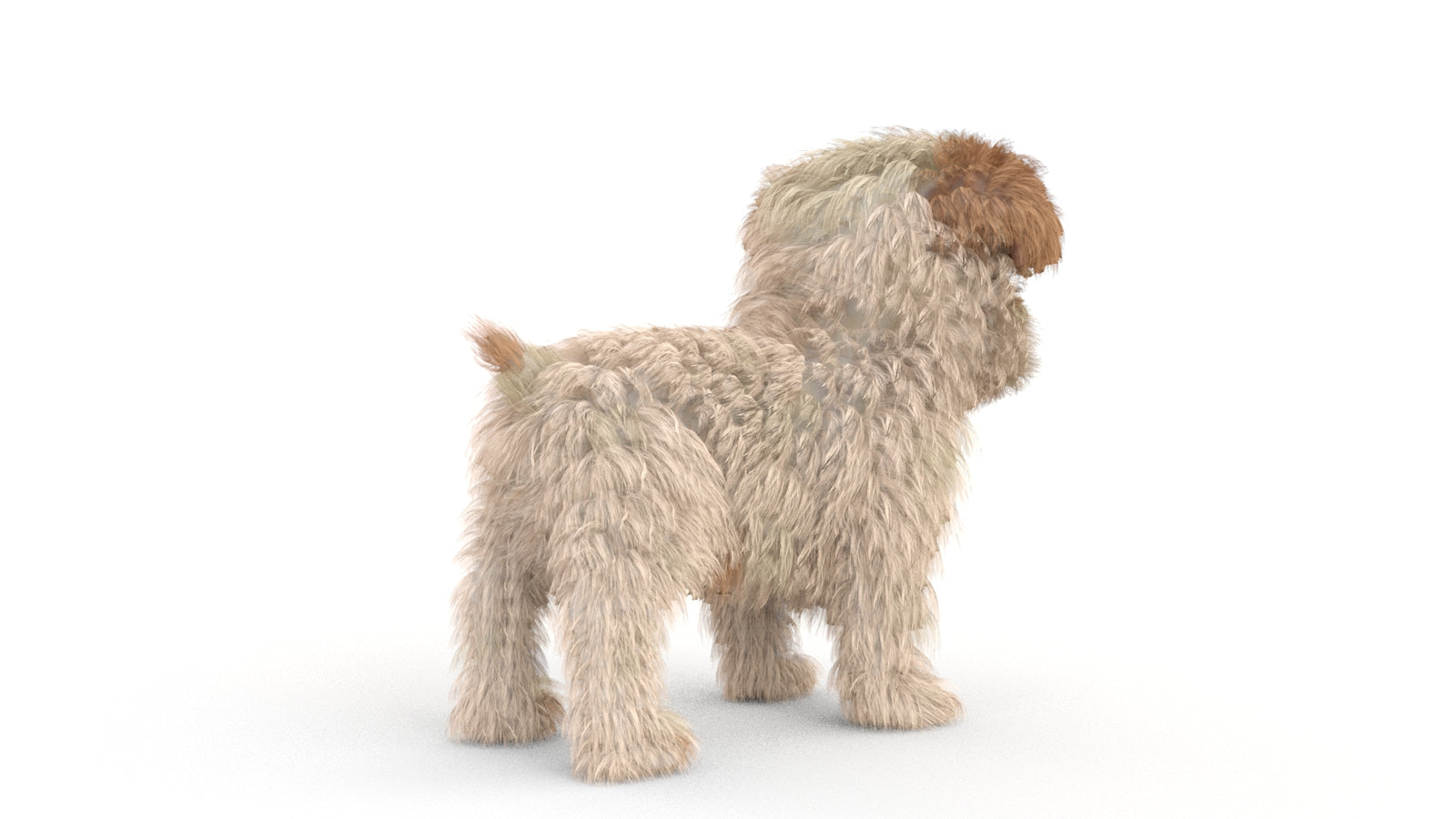 Animated Maltipoo Dog Puppy 3D Model Alpha Hair 360° view 1 frame 14