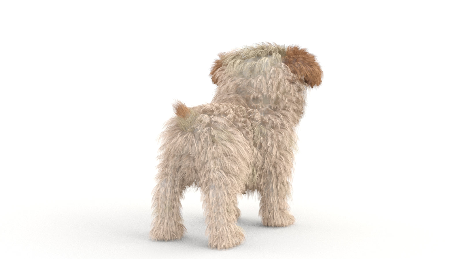 Animated Maltipoo Dog Puppy 3D Model Alpha Hair 360° view 1 frame 16