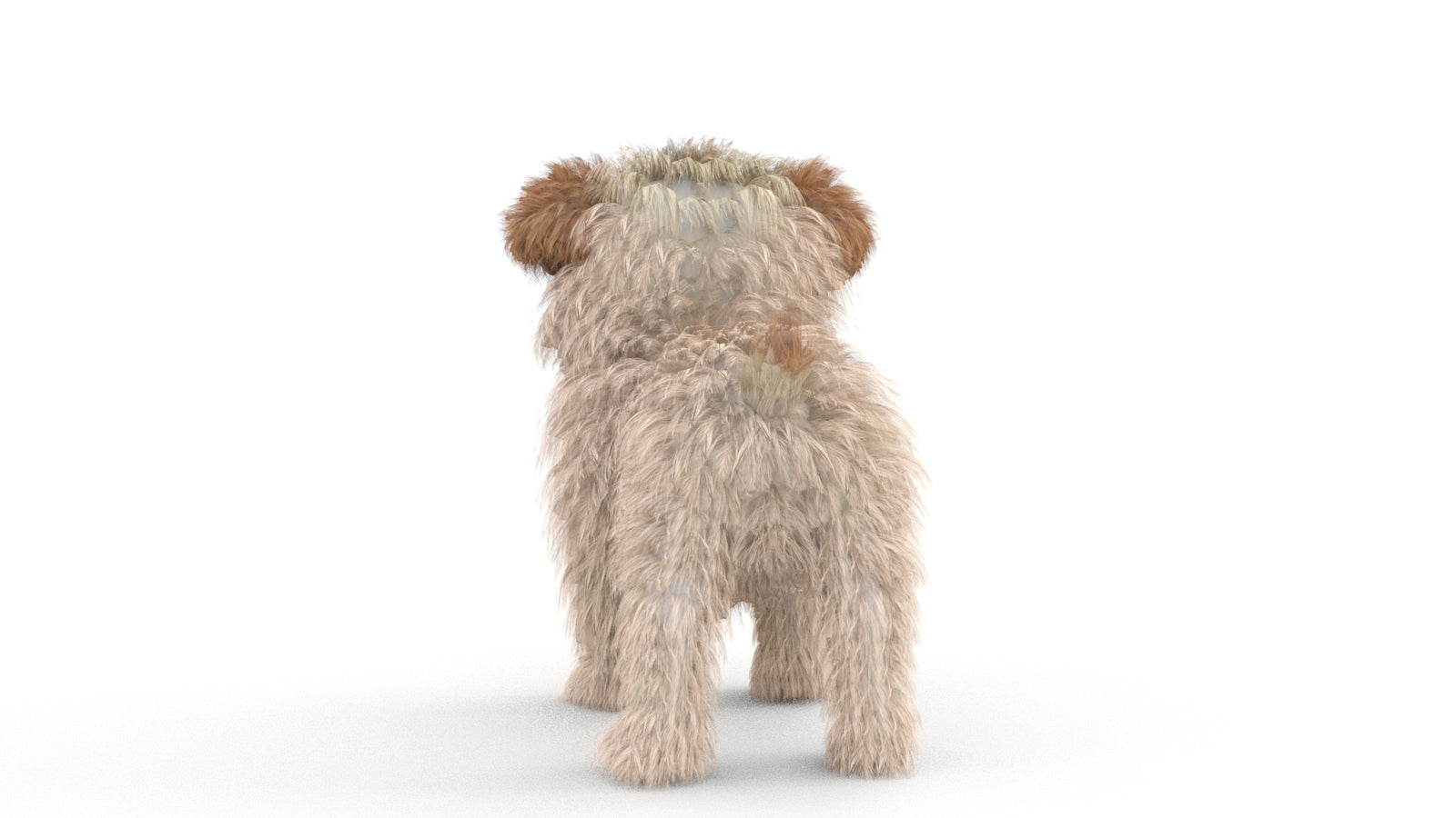 Animated Maltipoo Dog Puppy 3D Model Alpha Hair 360° view 1 frame 20