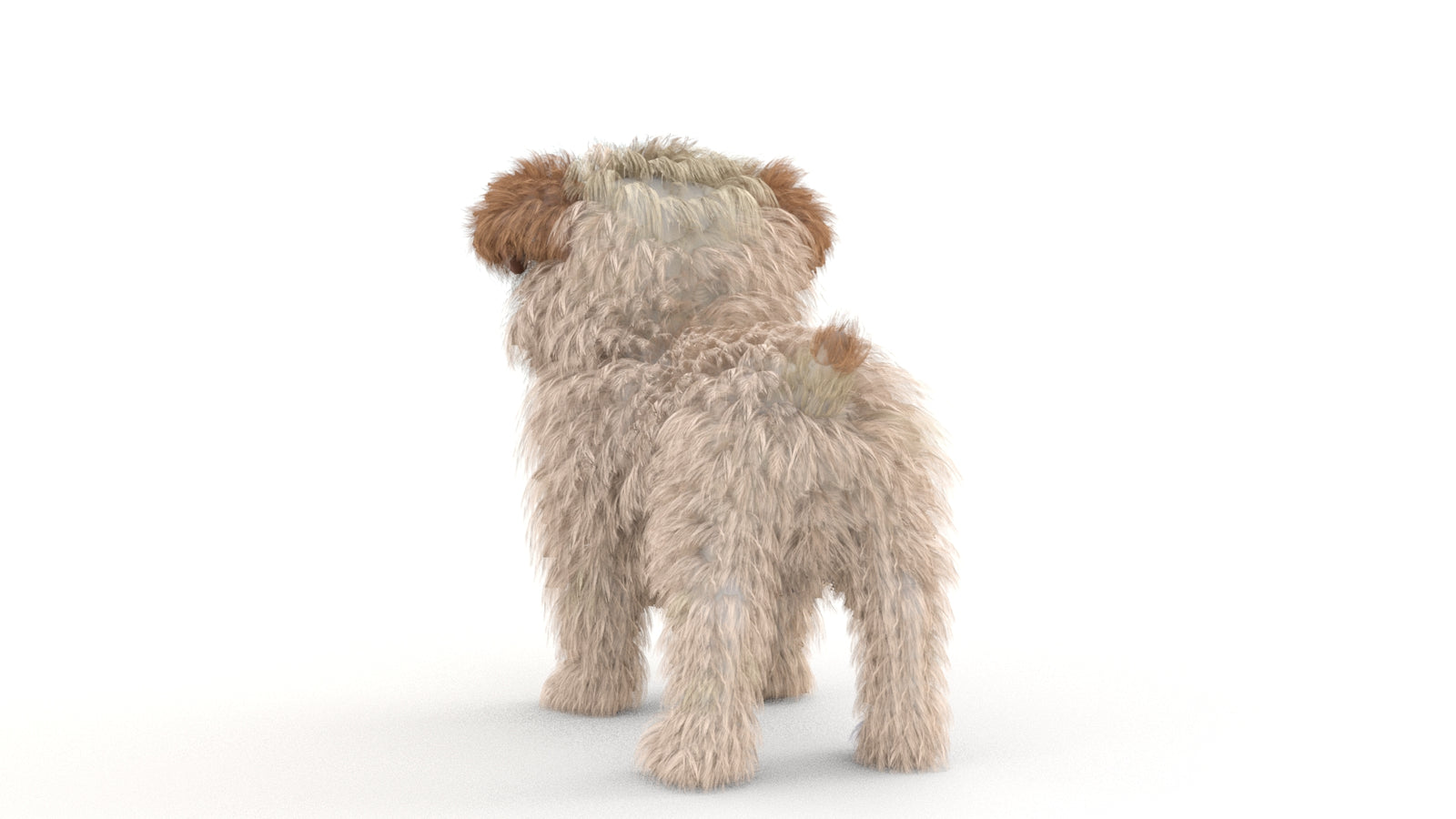 Animated Maltipoo Dog Puppy 3D Model Alpha Hair 360° view 1 frame 21