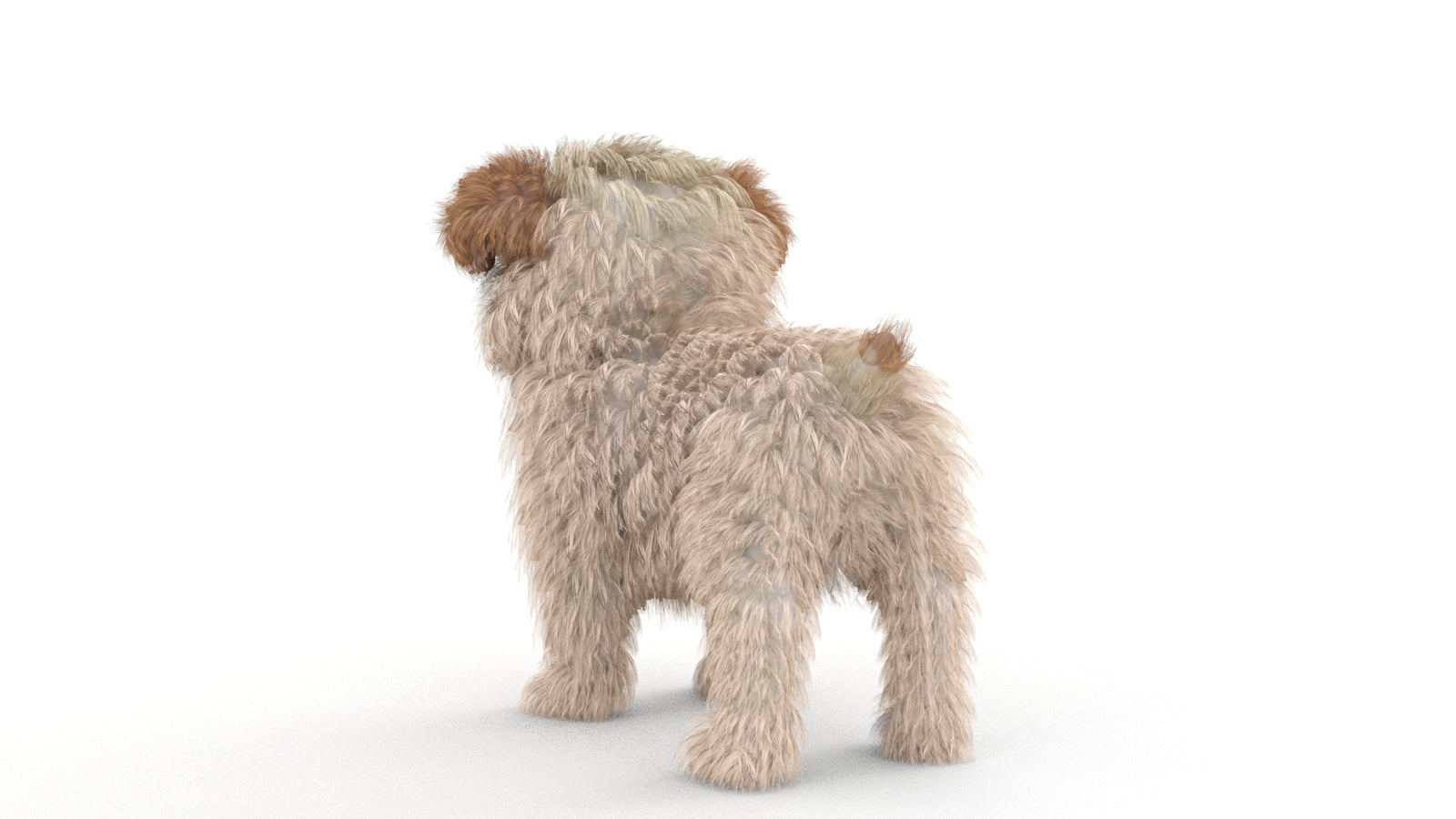 Animated Maltipoo Dog Puppy 3D Model Alpha Hair 360° view 1 frame 22