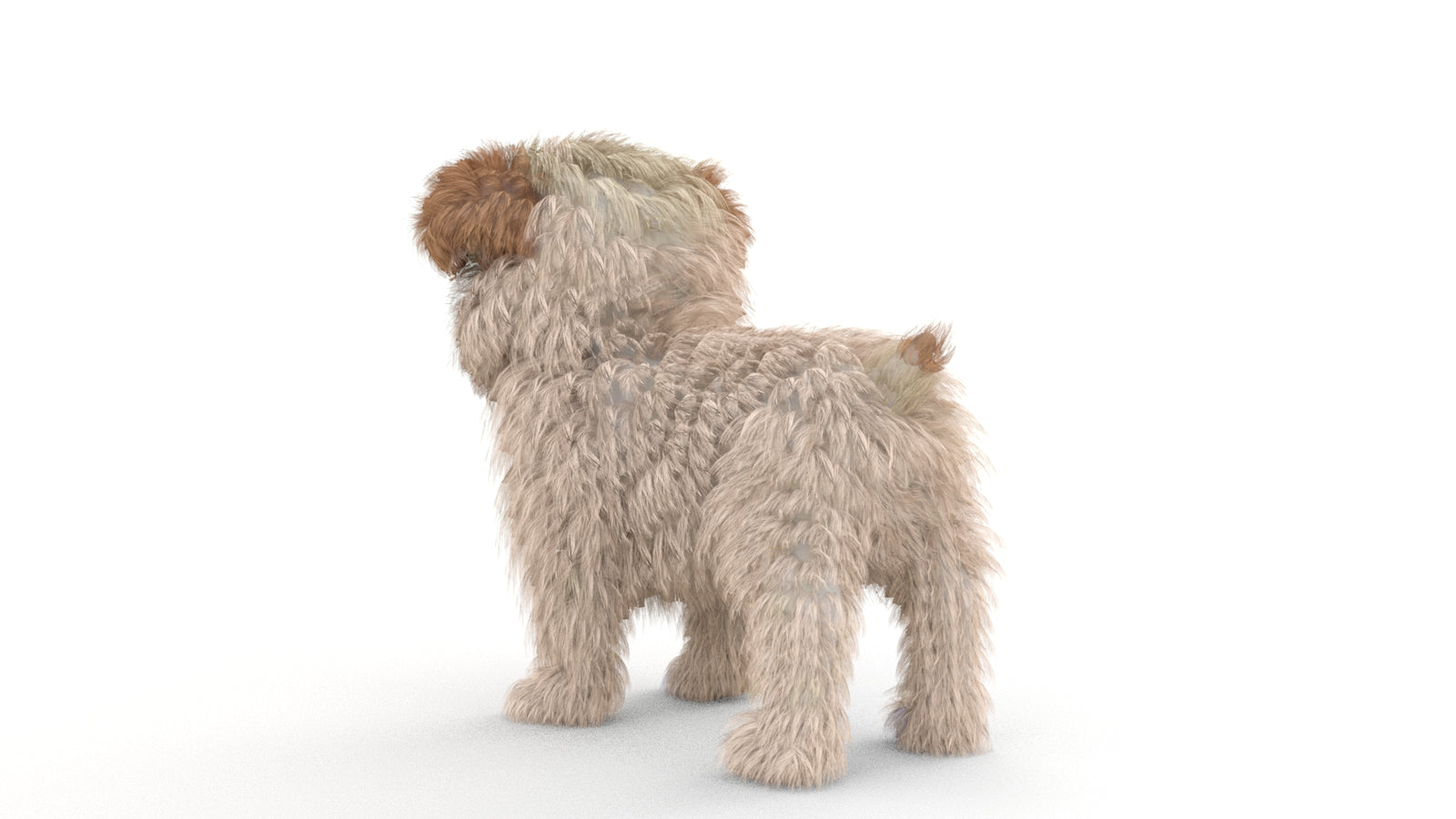 Animated Maltipoo Dog Puppy 3D Model Alpha Hair 360° view 1 frame 23