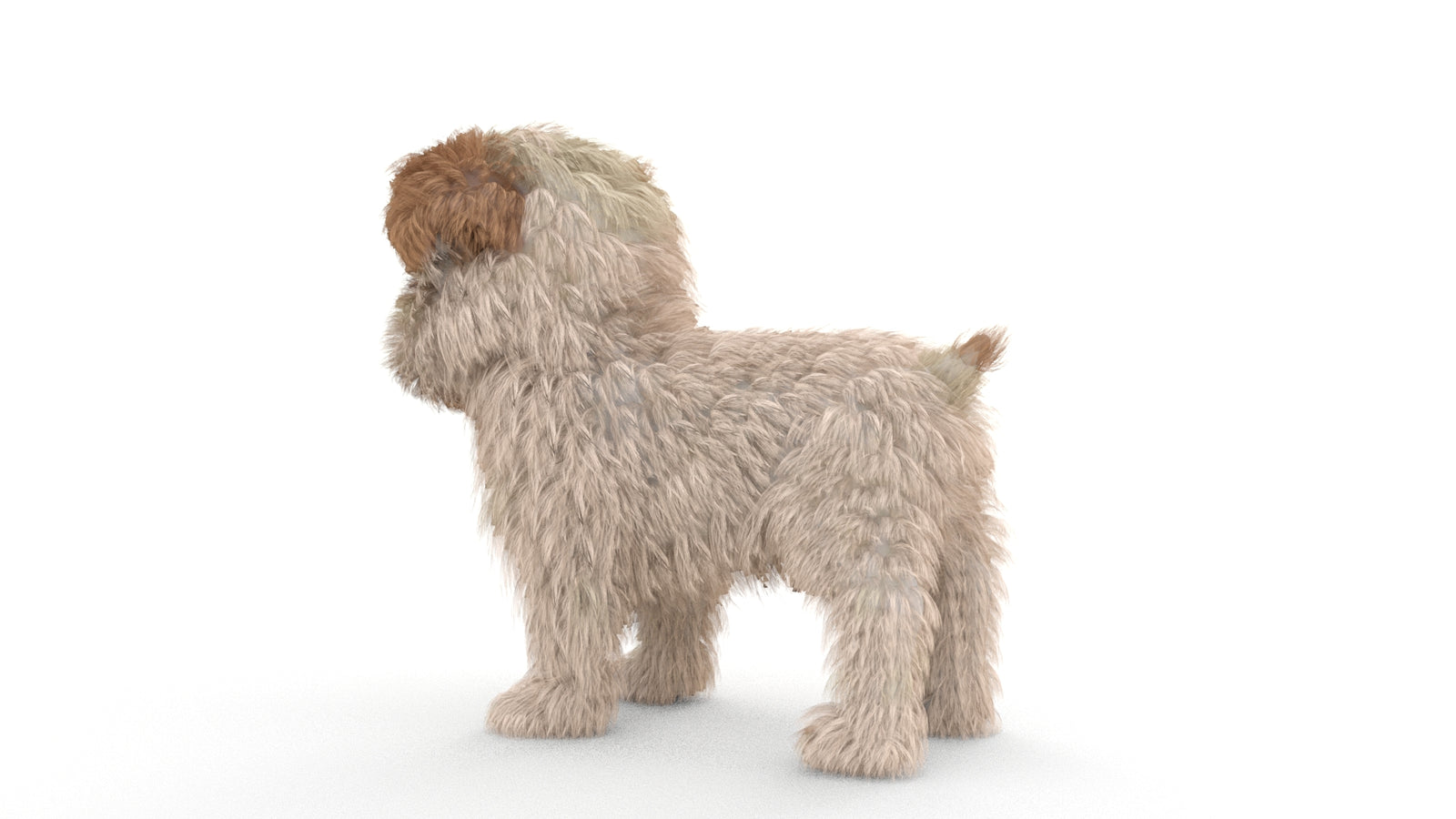 Animated Maltipoo Dog Puppy 3D Model Alpha Hair 360° view 1 frame 25