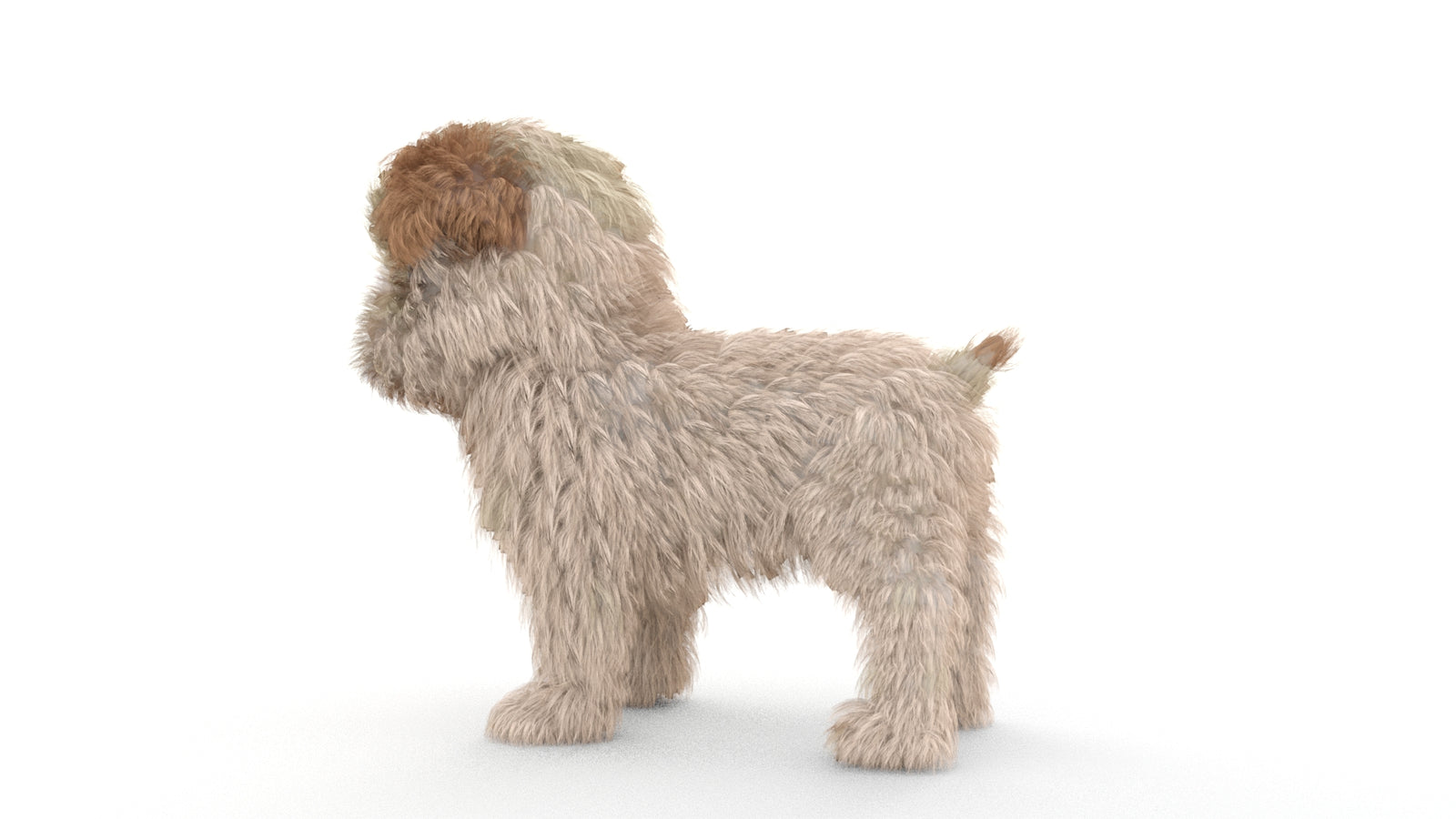 Animated Maltipoo Dog Puppy 3D Model Alpha Hair 360° view 1 frame 26
